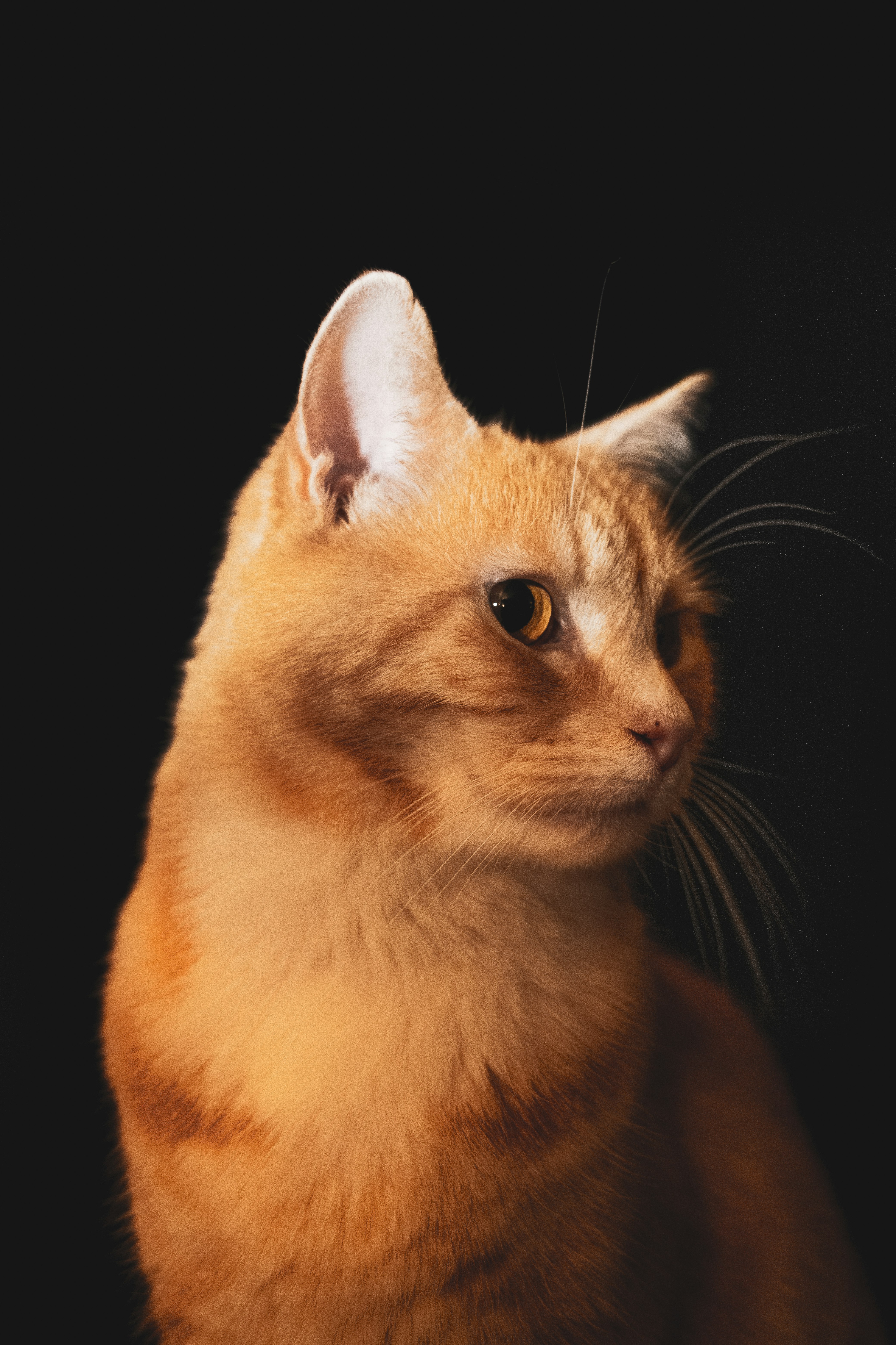 orange tabby cat with black background